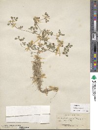 Trifolium dubium image