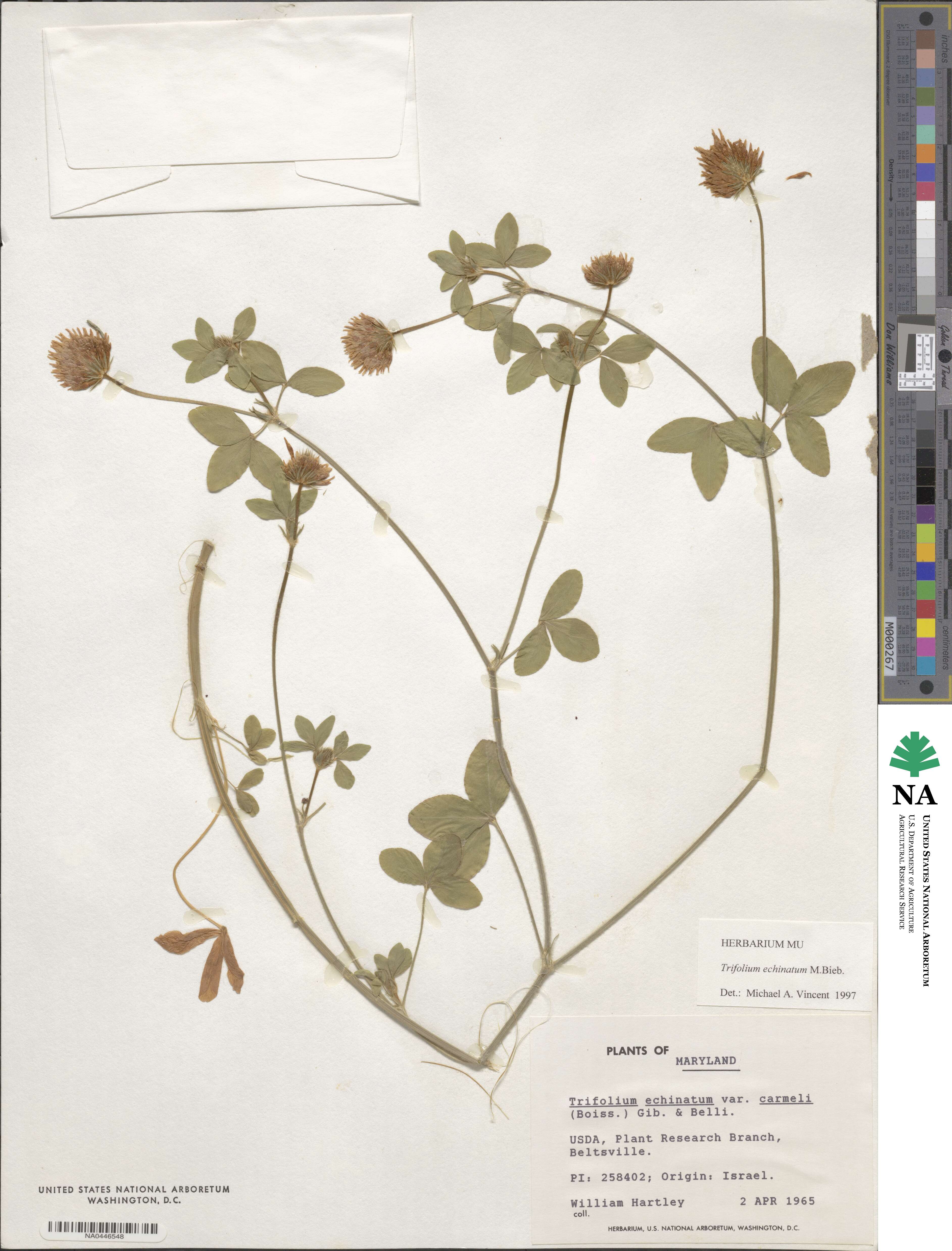Trifolium echinatum image