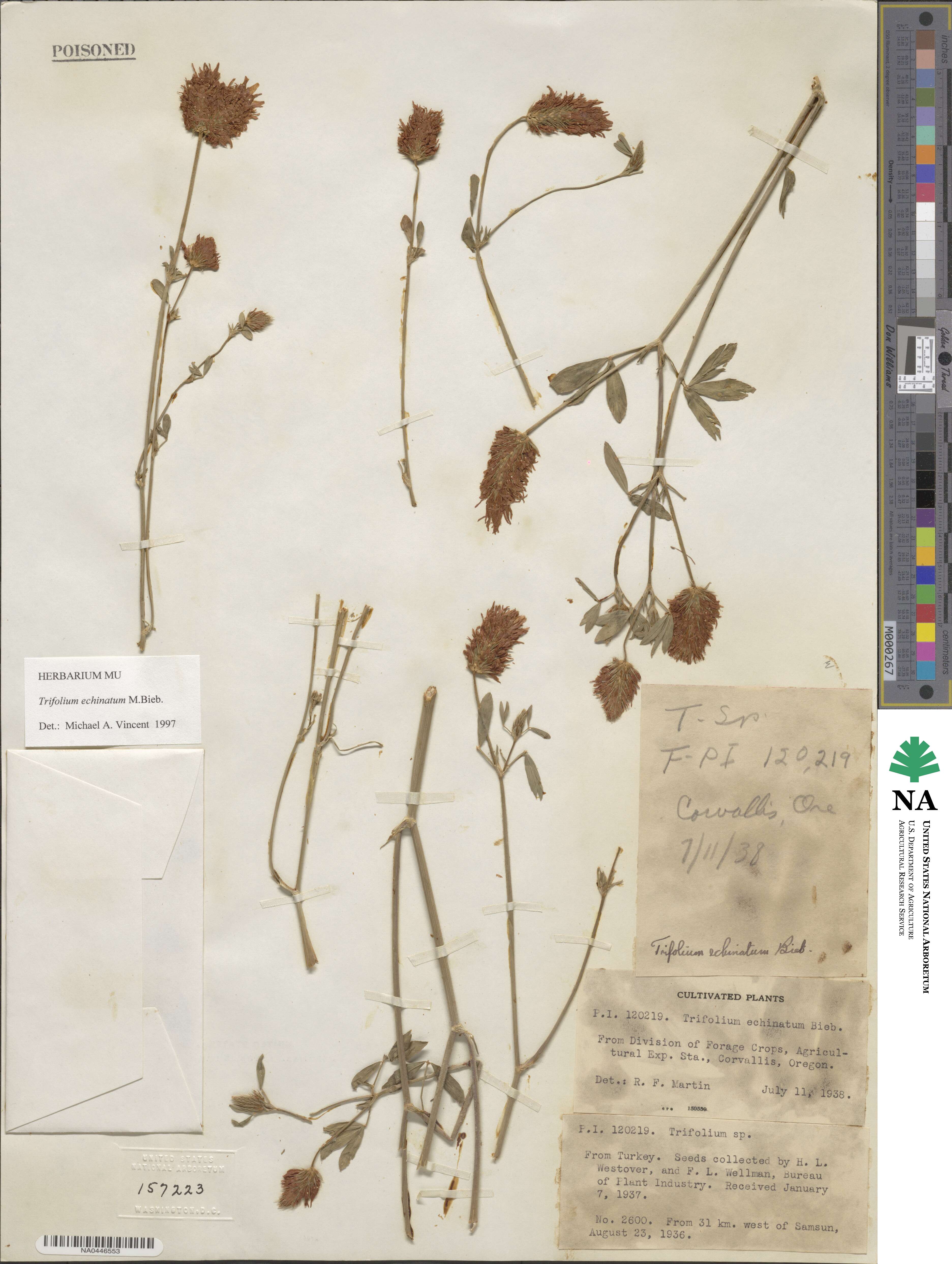 Trifolium echinatum image