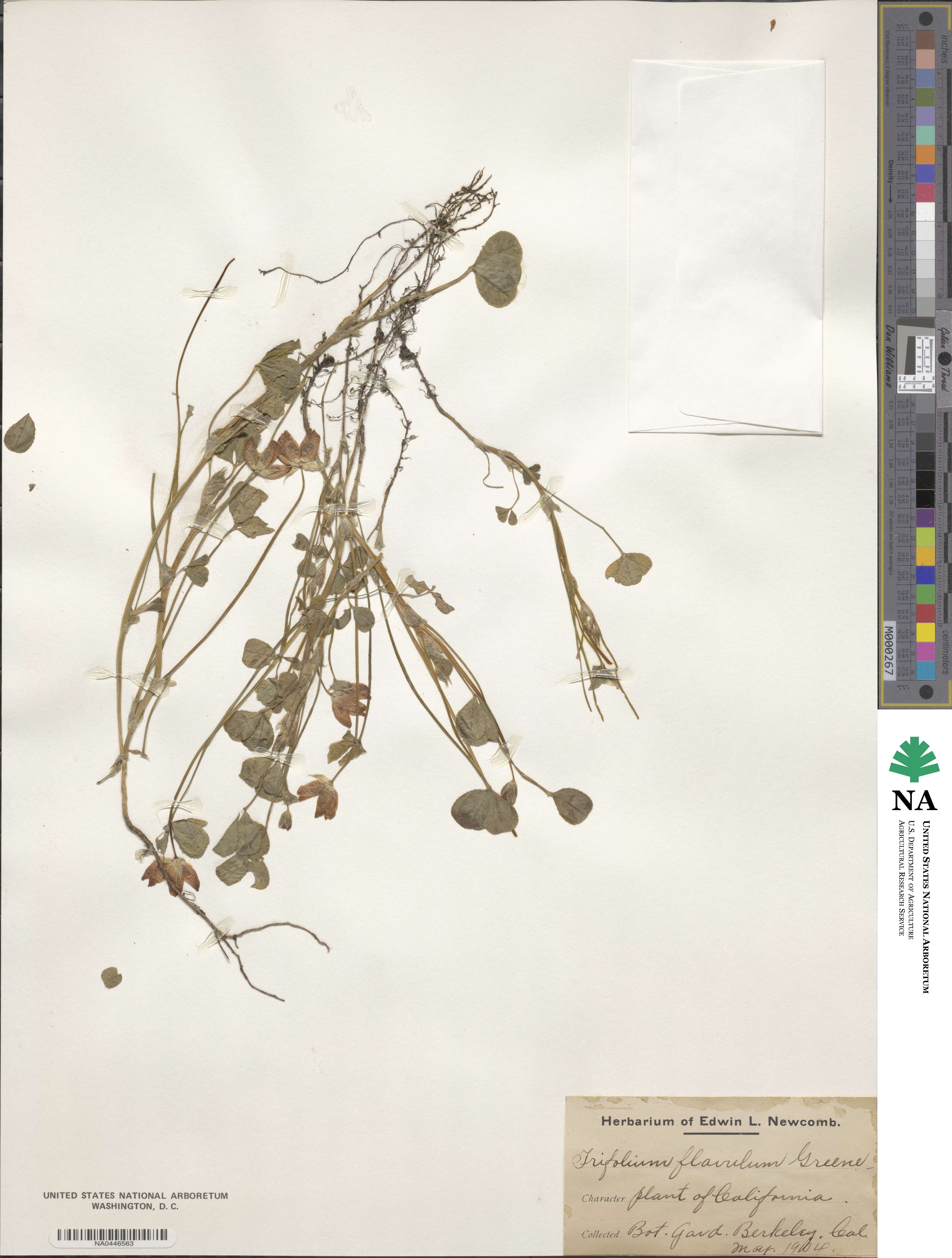 Trifolium fucatum image