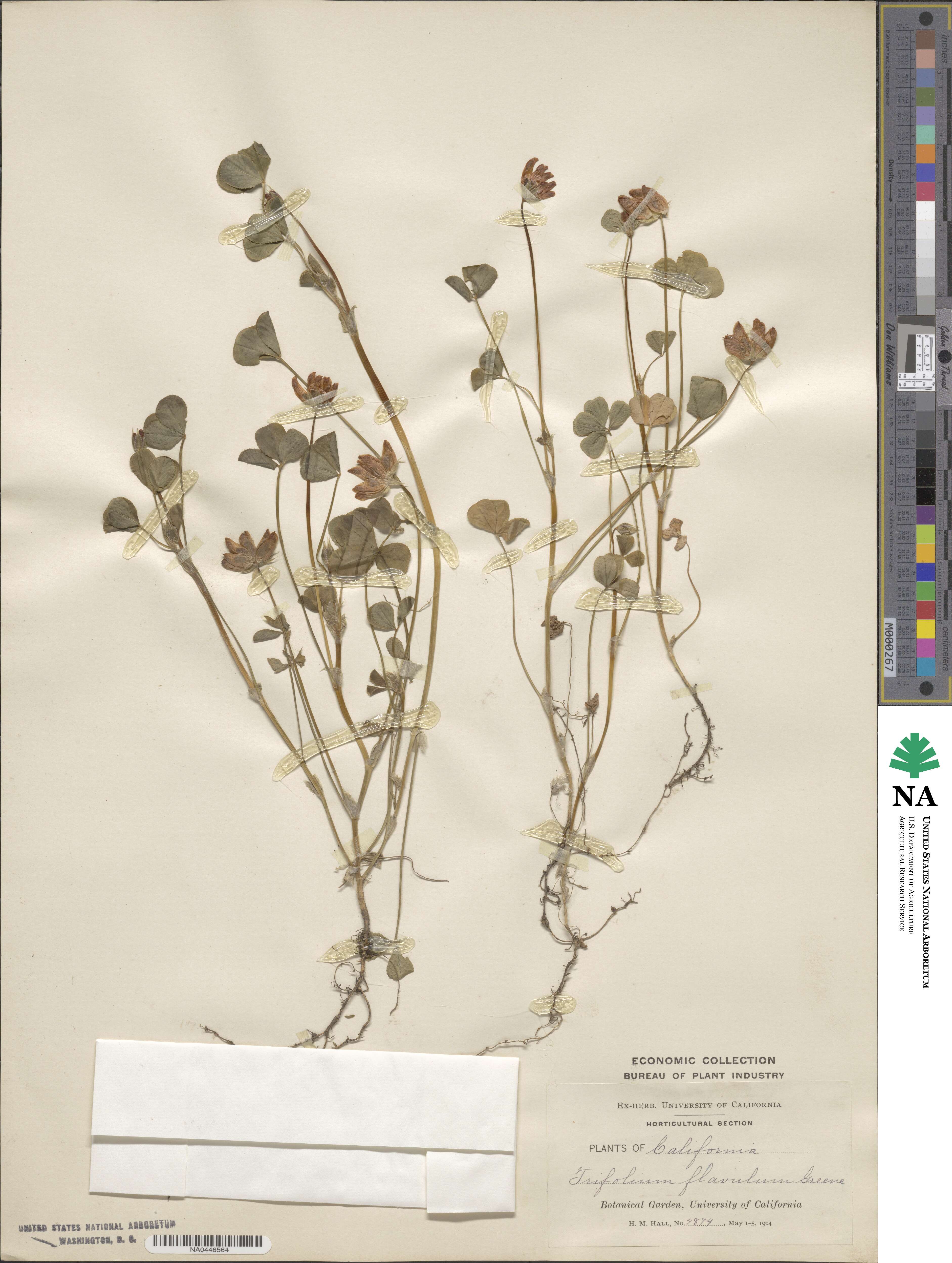 Trifolium fucatum image