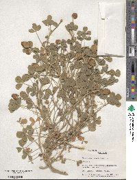 Trifolium fragiferum image