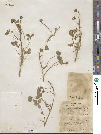 Trifolium fragiferum image