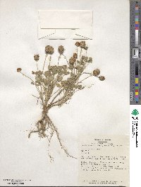 Trifolium fragiferum image