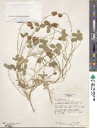 Trifolium fragiferum image