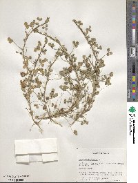 Trifolium fragiferum image