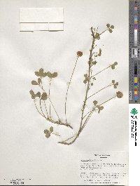 Trifolium fragiferum image