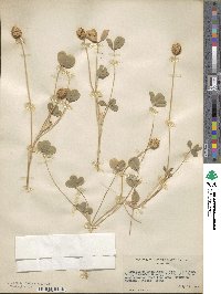 Trifolium fragiferum image