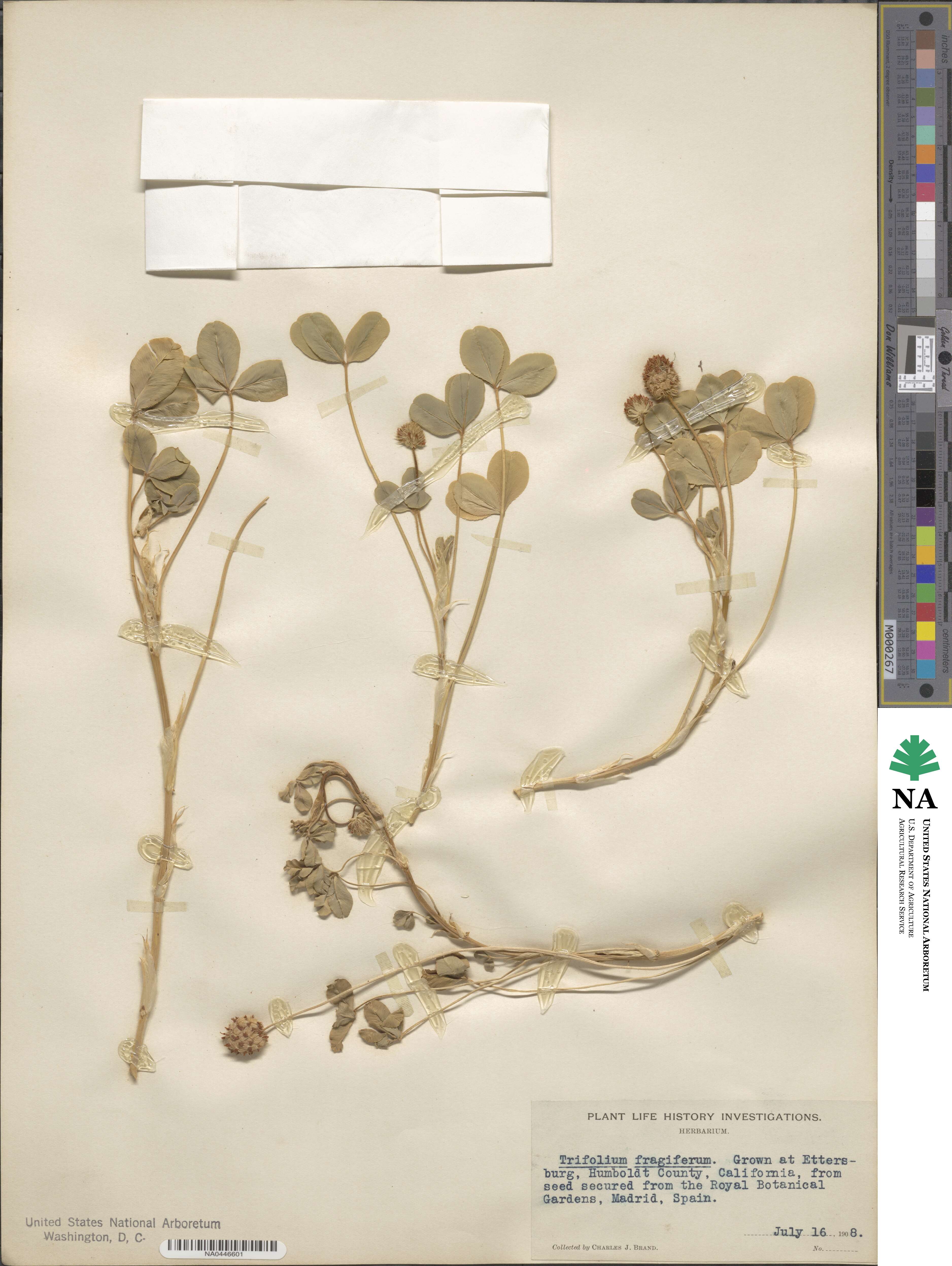 Trifolium fragiferum image