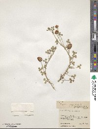 Trifolium fragiferum image