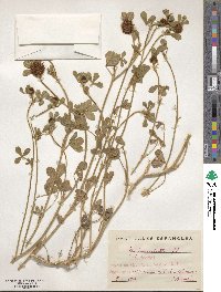 Trifolium hirtum image