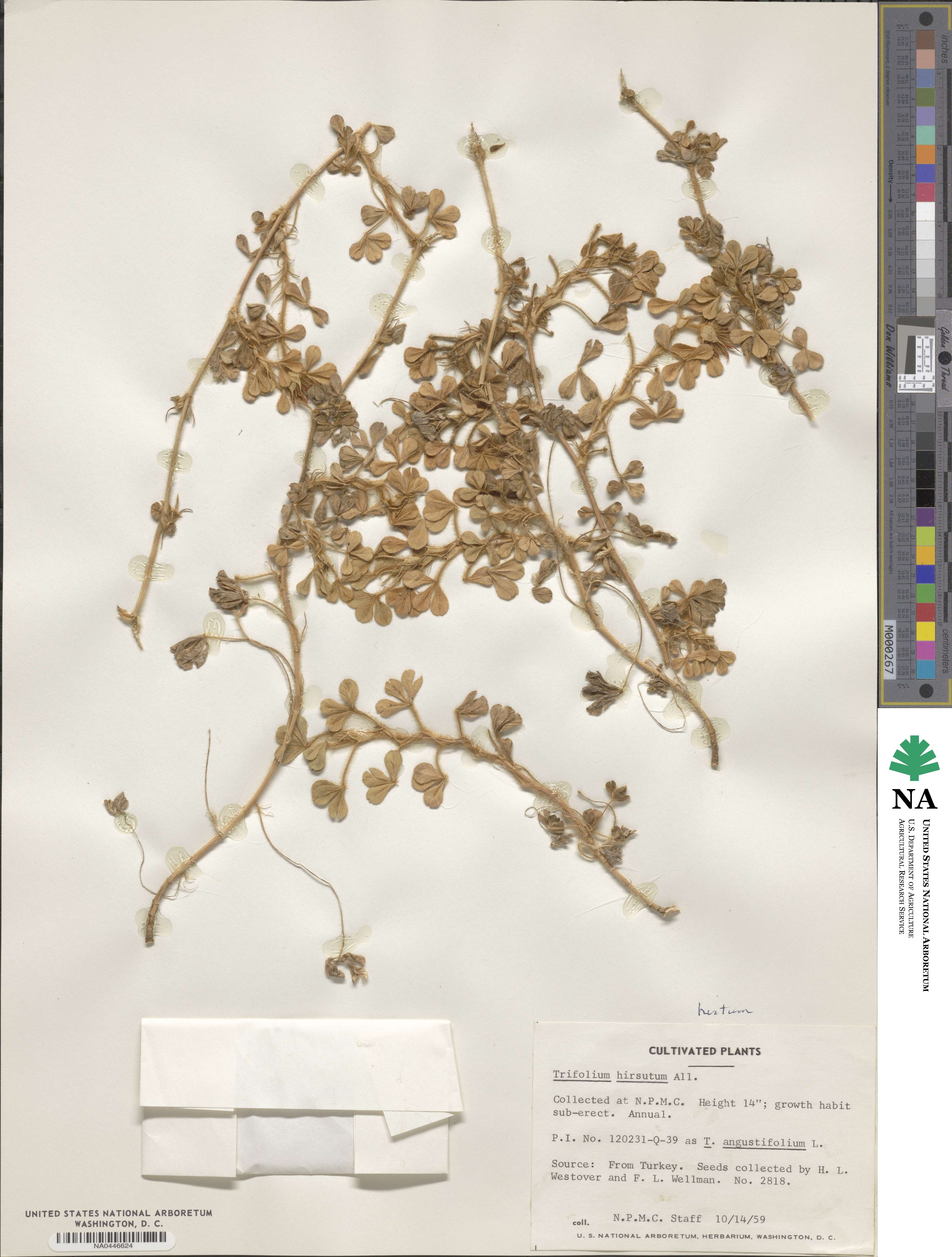 Trifolium hirsutum image