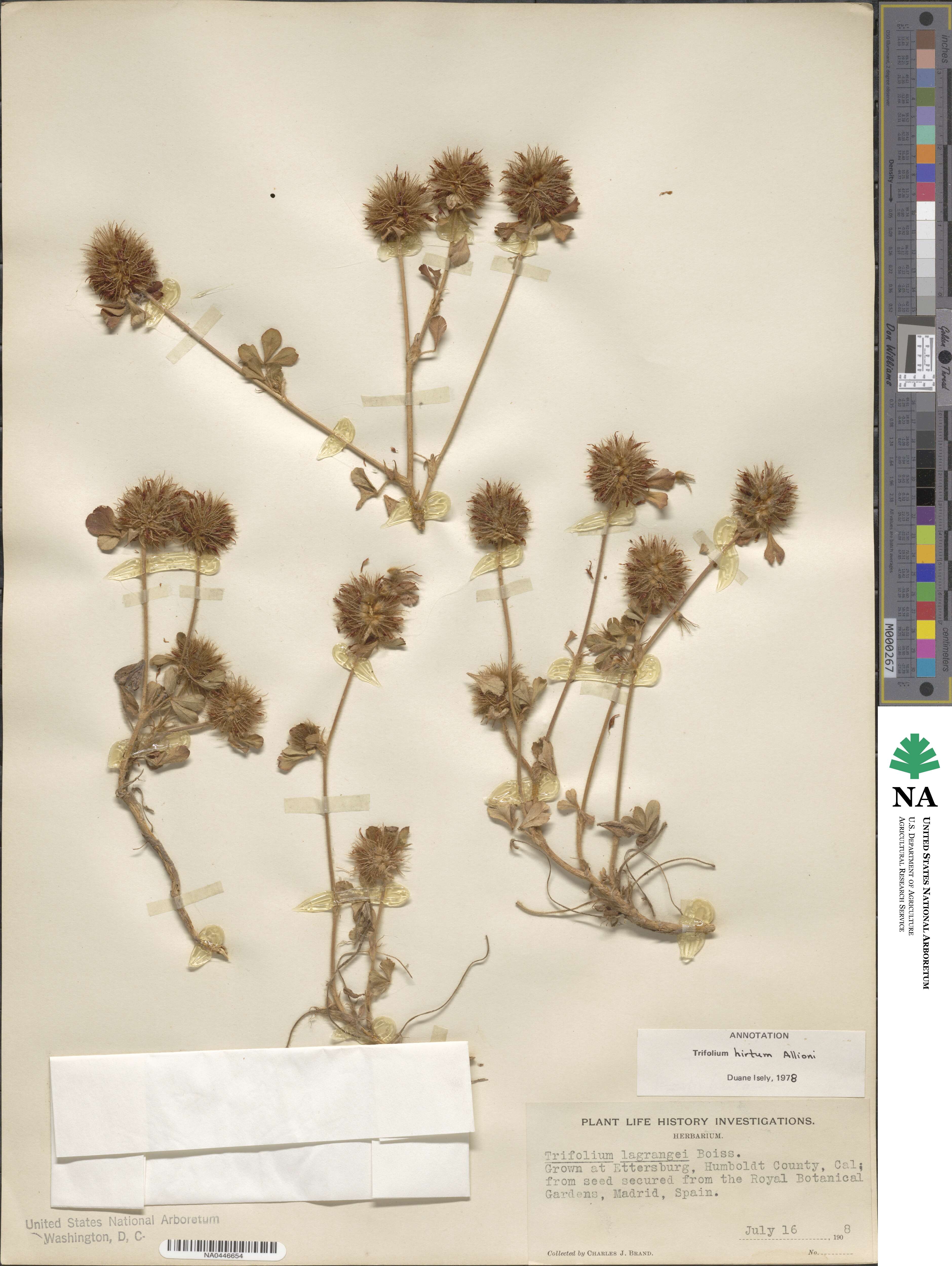 Trifolium hirtum image