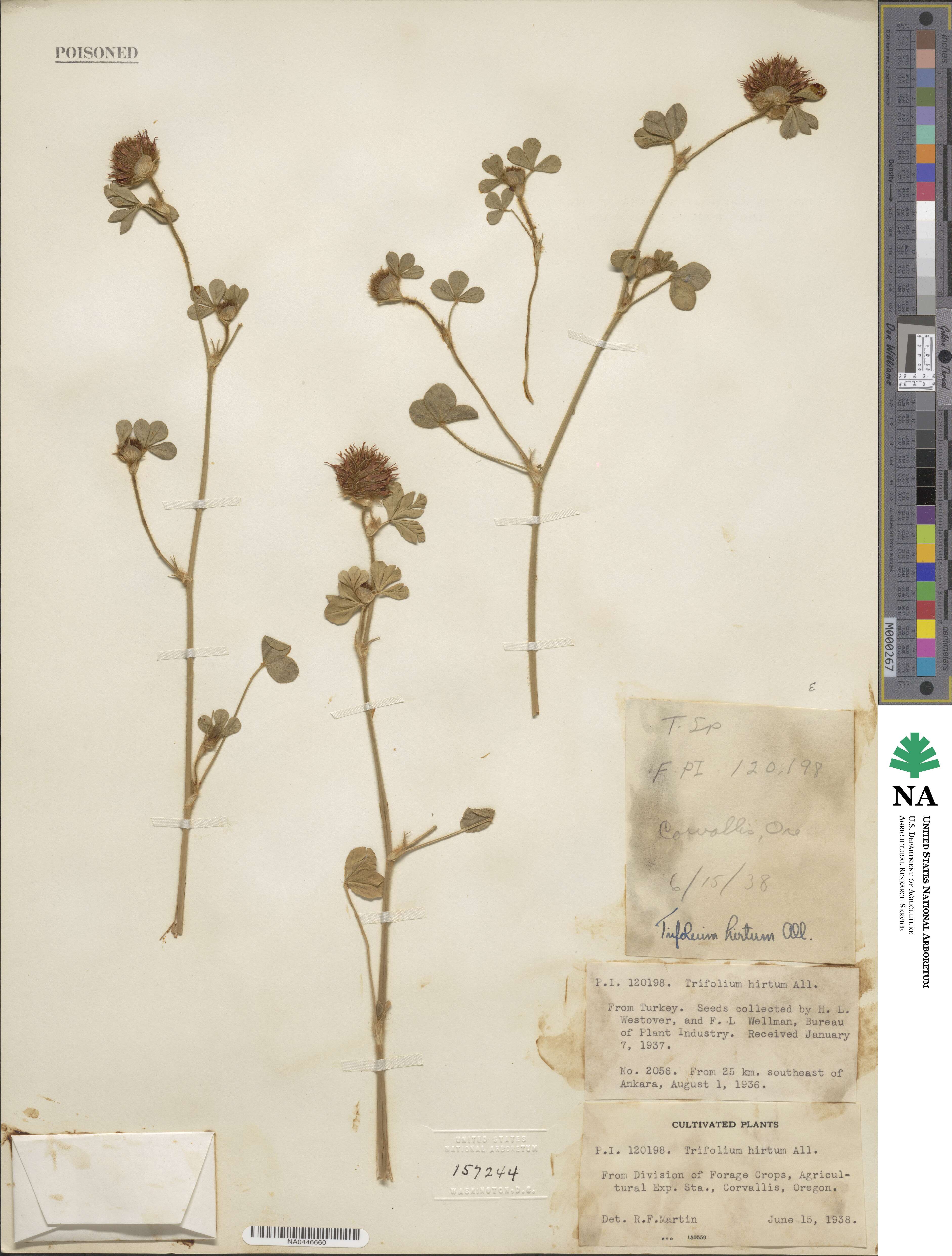 Trifolium hirtum image
