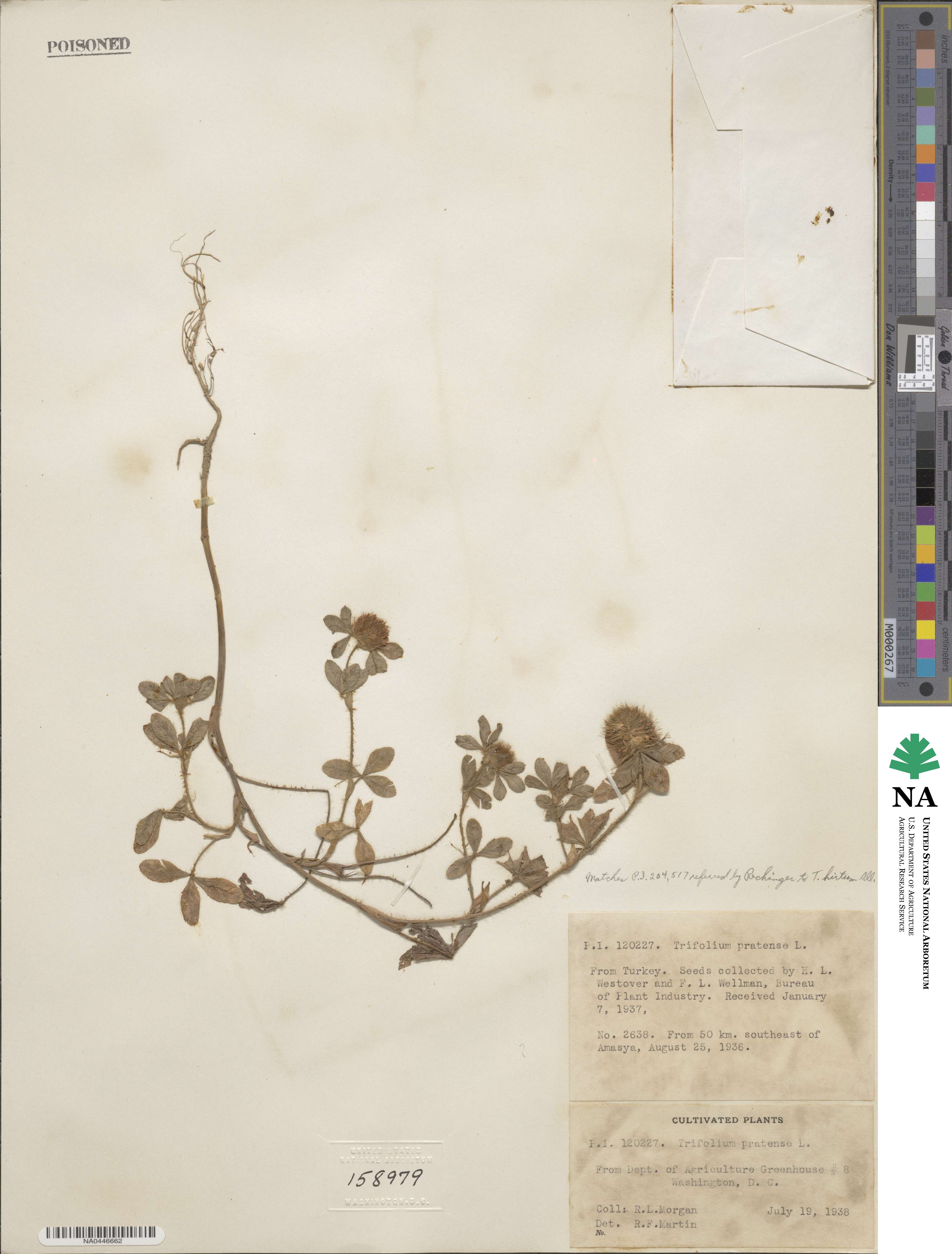 Trifolium hirtum image