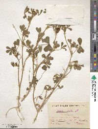 Trifolium hirtum image