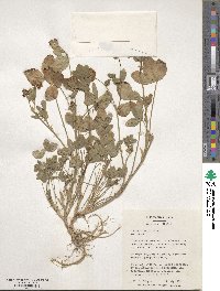 Trifolium hybridum image