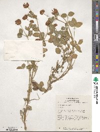 Trifolium hybridum image