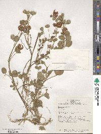 Trifolium hybridum image