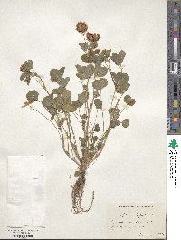 Trifolium hybridum image