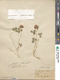 Trifolium hybridum image