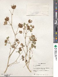 Trifolium hybridum image