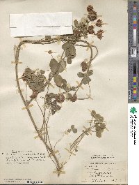 Trifolium hybridum image