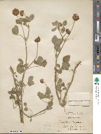 Trifolium hybridum image