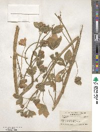 Trifolium hybridum image