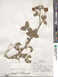 Trifolium hybridum image