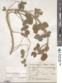 Trifolium hybridum image