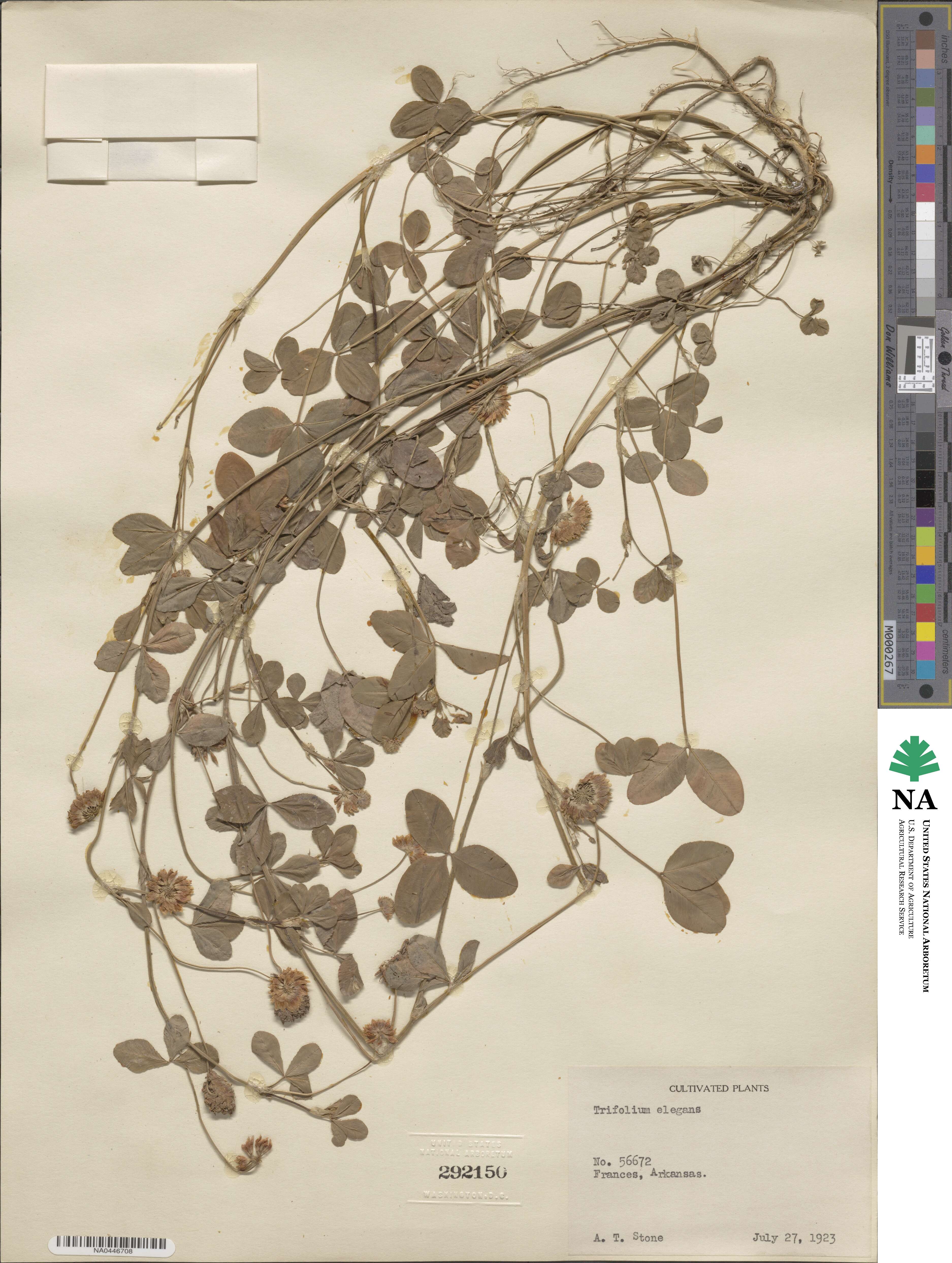 Trifolium hybridum subsp. elegans image