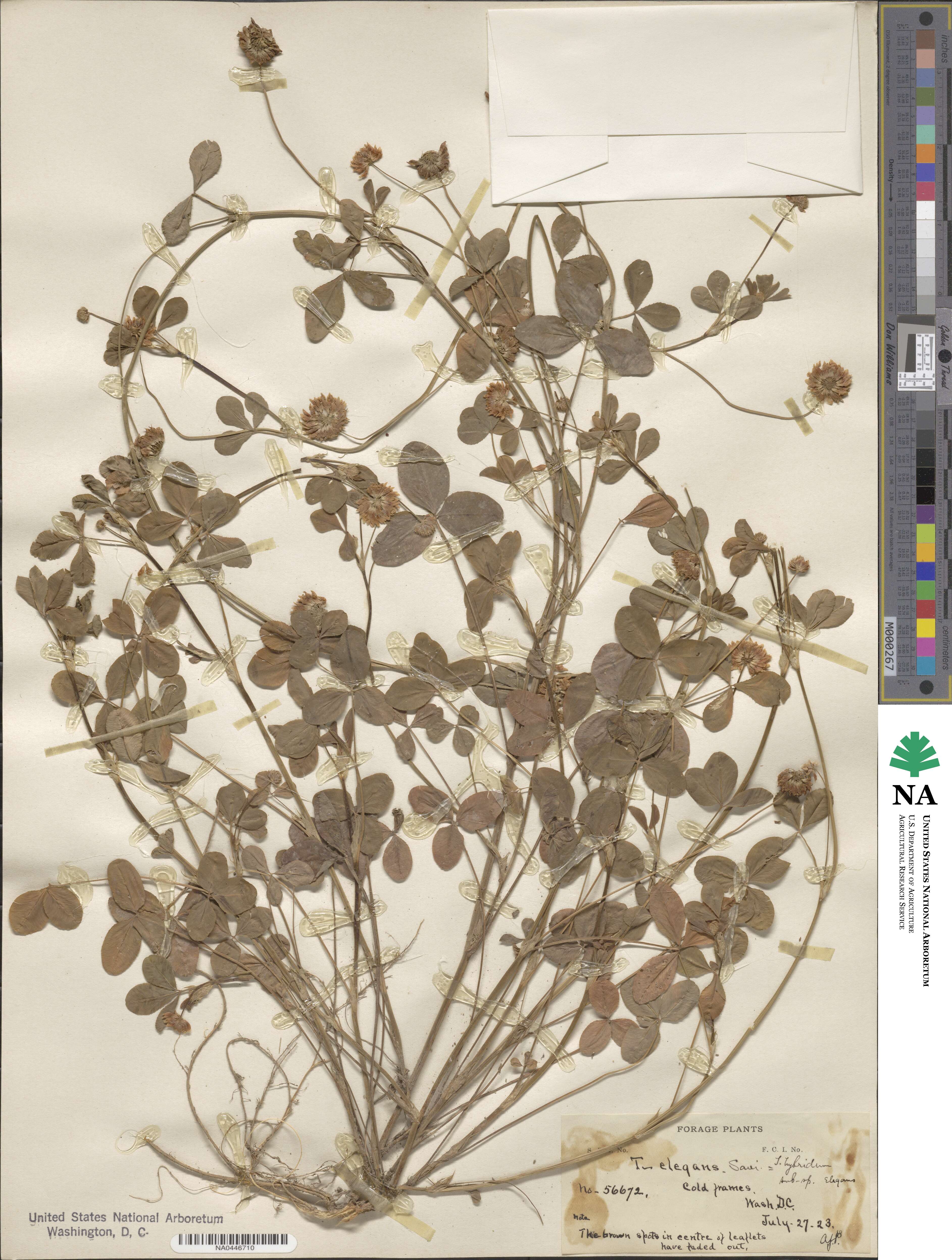 Trifolium hybridum subsp. elegans image