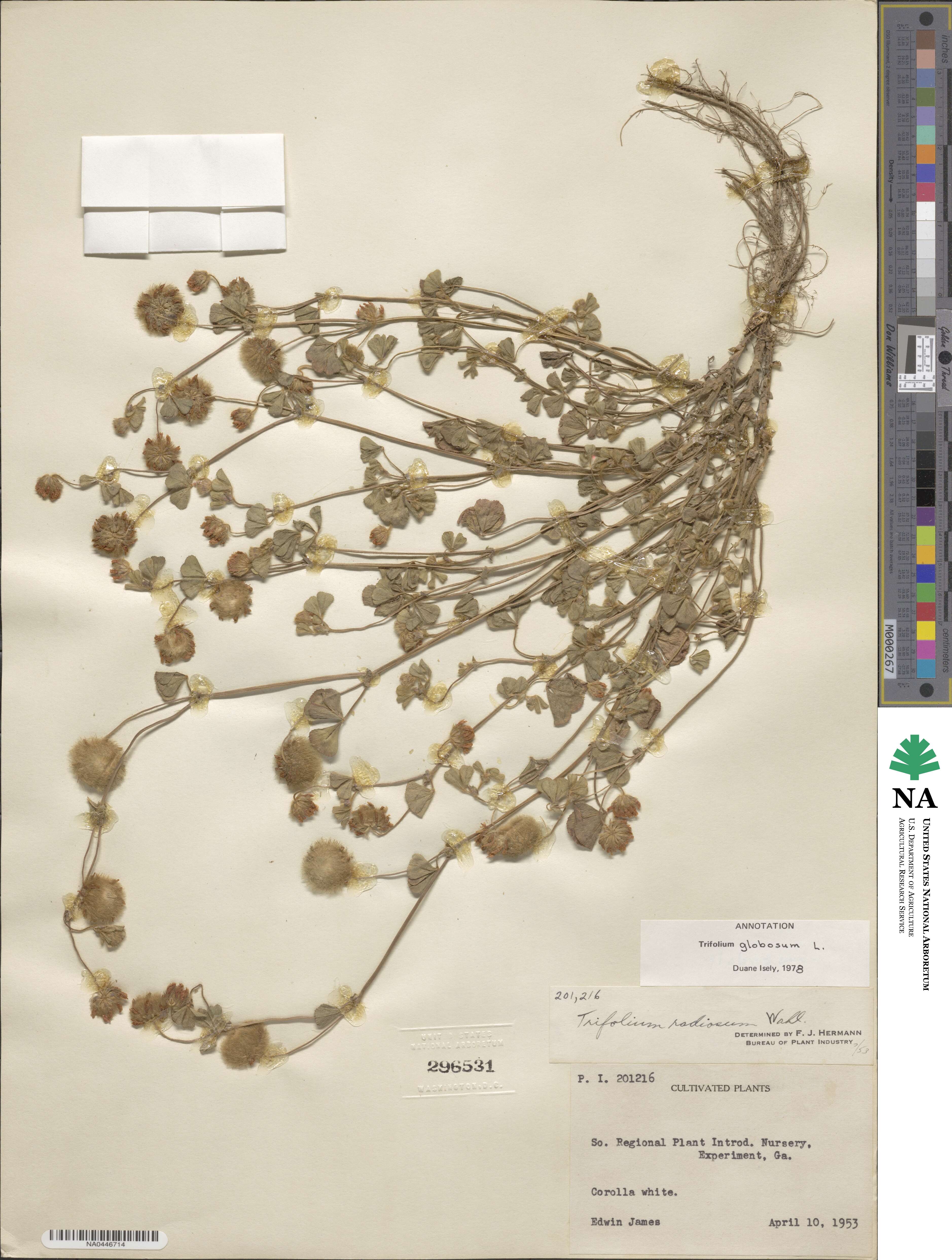 Trifolium globosum image