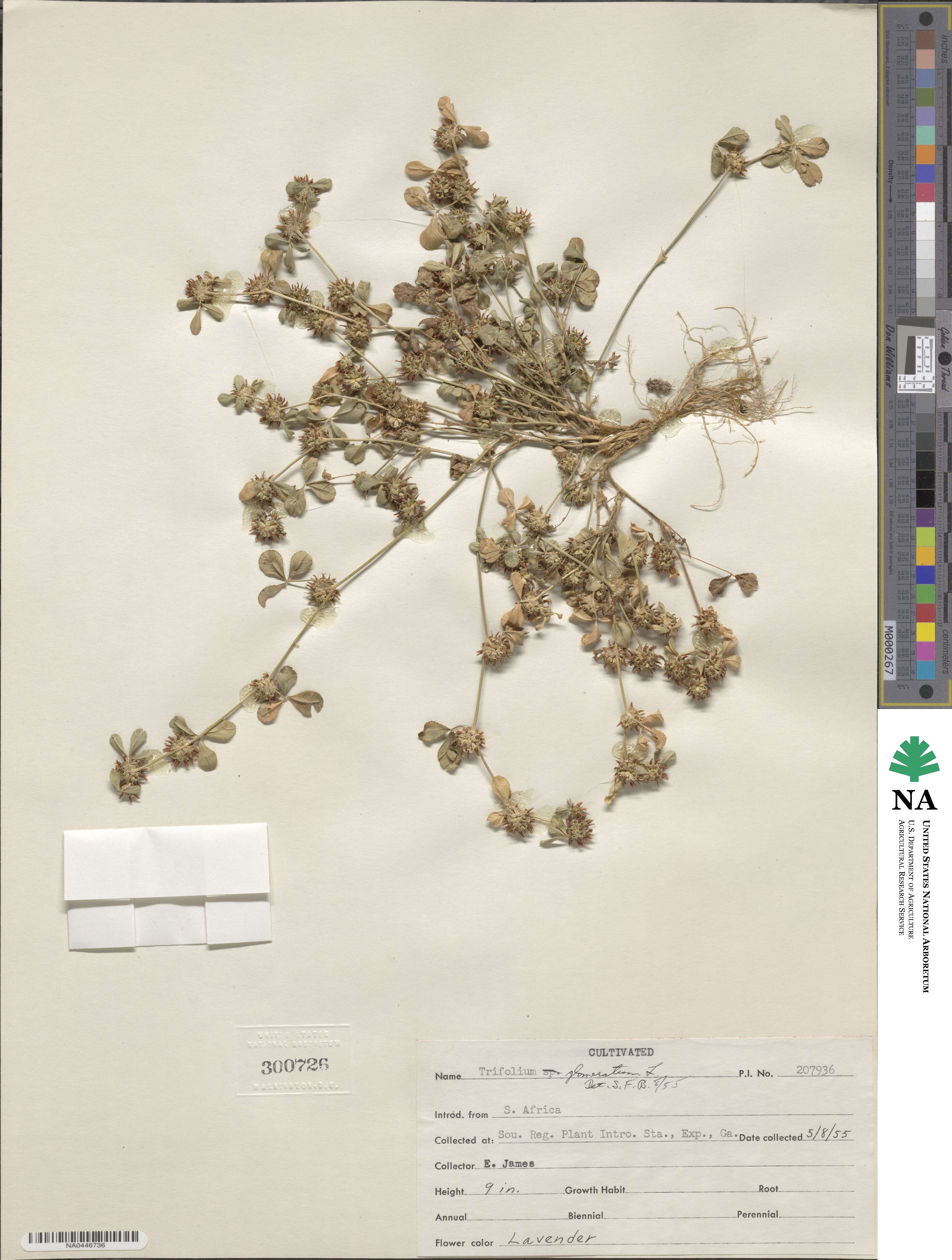 Trifolium glomeratum image