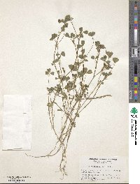 Trifolium gracilentum image