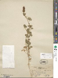 Trifolium incarnatum image