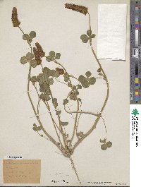 Trifolium incarnatum image