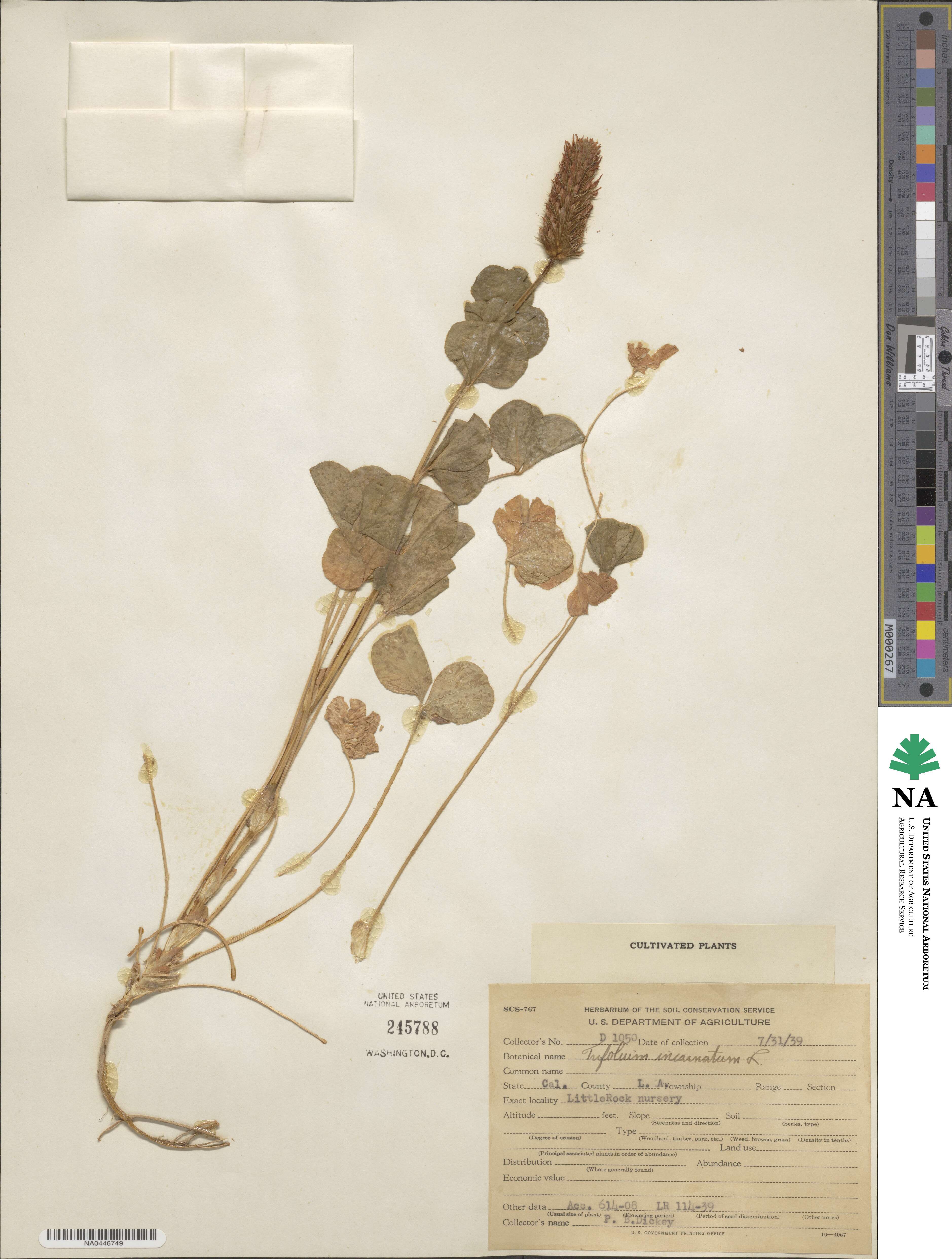 Trifolium incarnatum image
