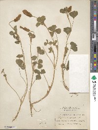 Trifolium incarnatum image