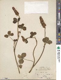 Trifolium incarnatum image