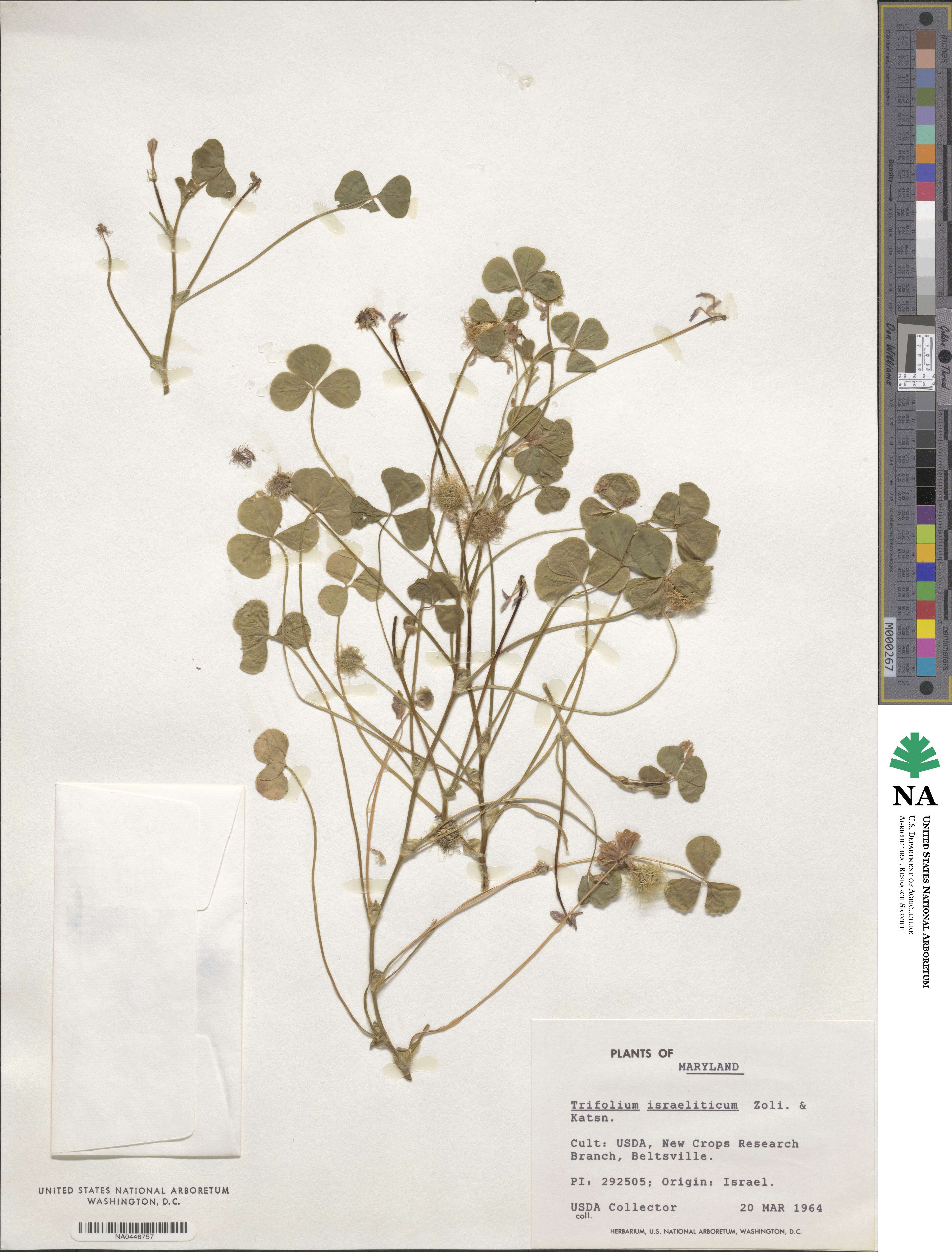 Trifolium israeliticum image