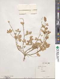 Trifolium isthmocarpum image