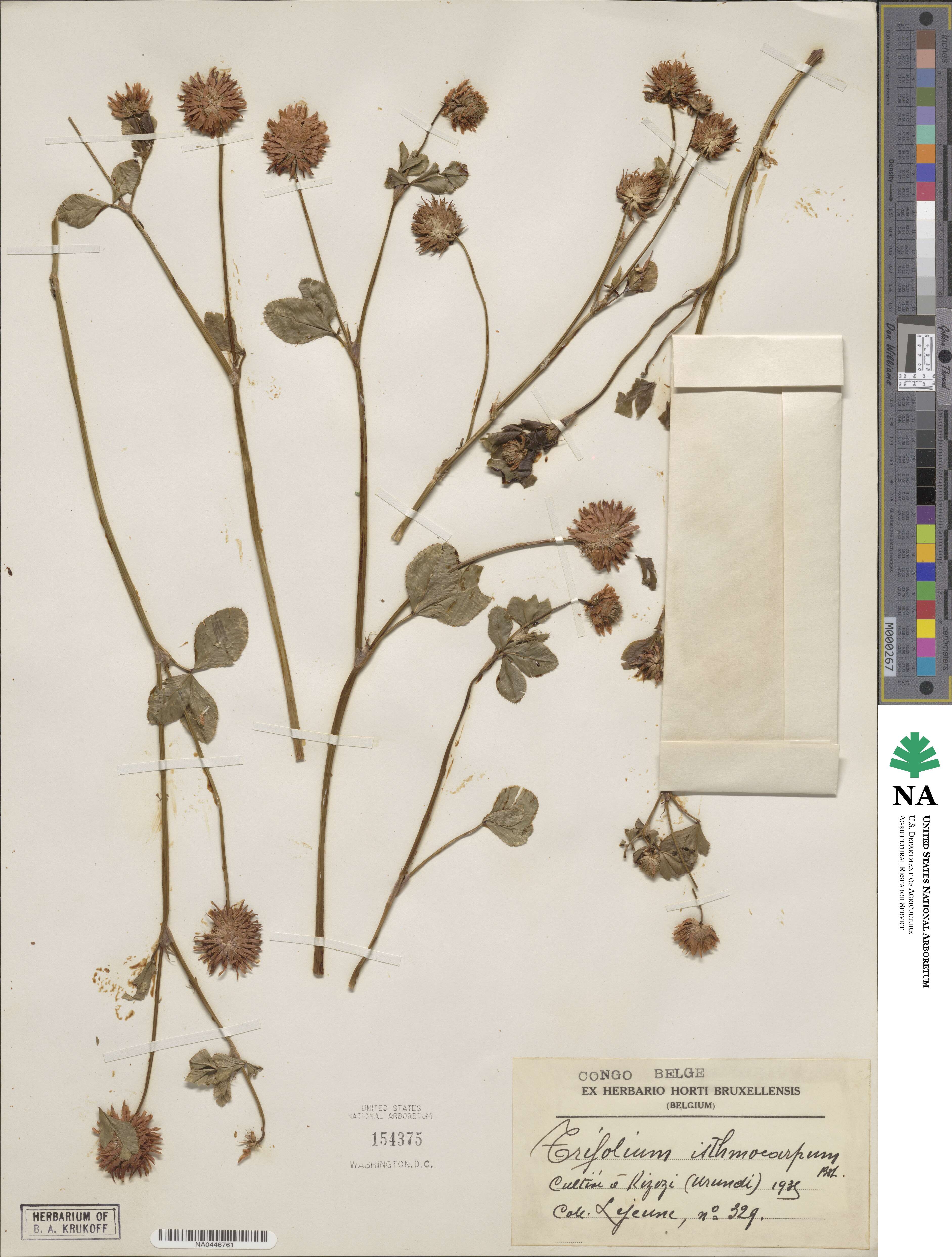 Trifolium isthmocarpum image