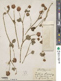 Trifolium isthmocarpum image