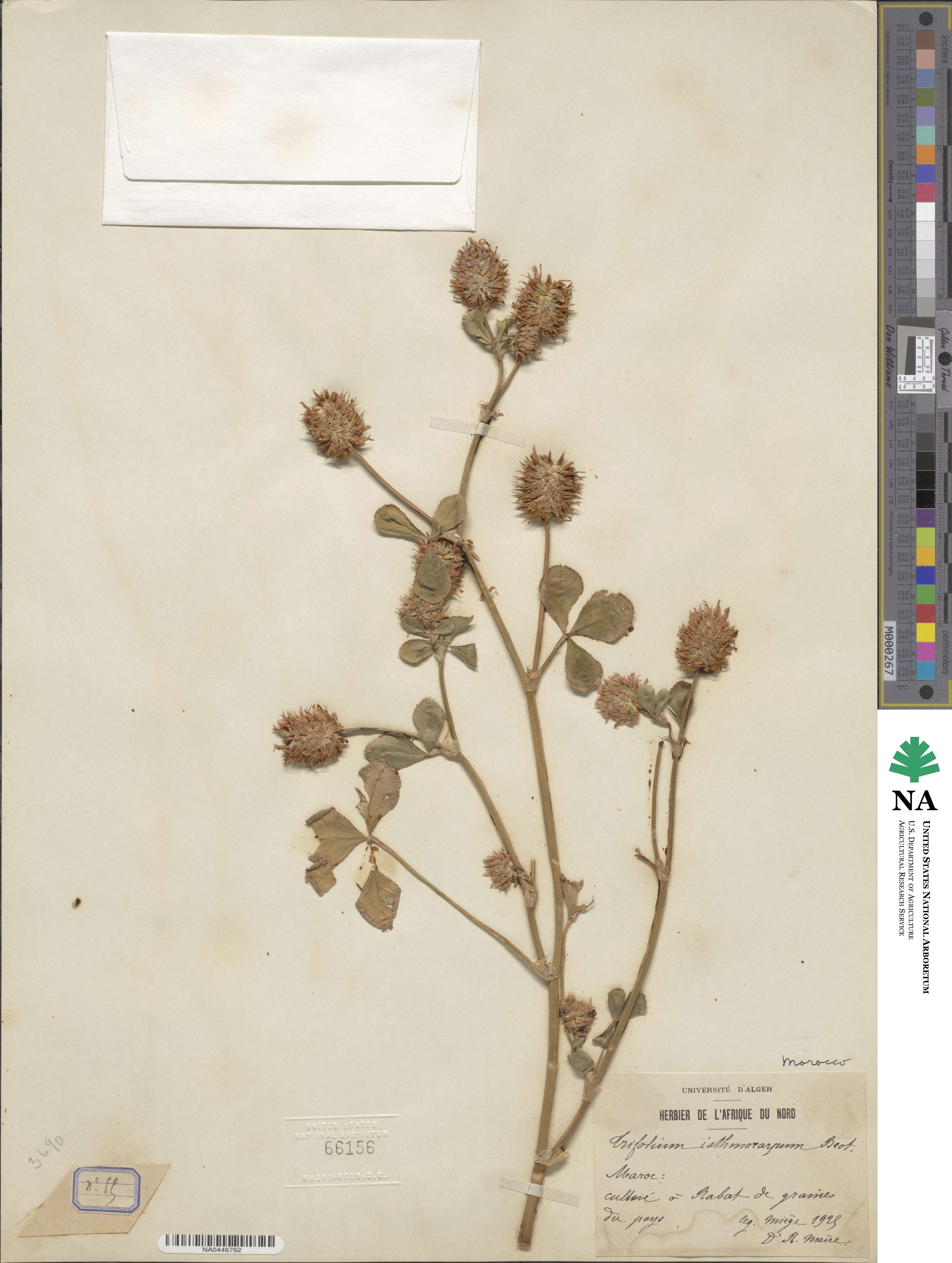 Trifolium isthmocarpum image