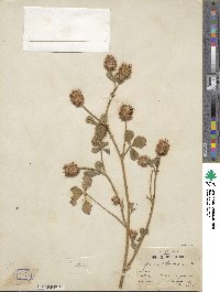 Trifolium isthmocarpum image