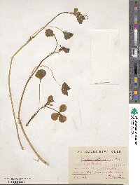 Trifolium isthmocarpum image