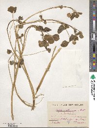 Trifolium isthmocarpum image