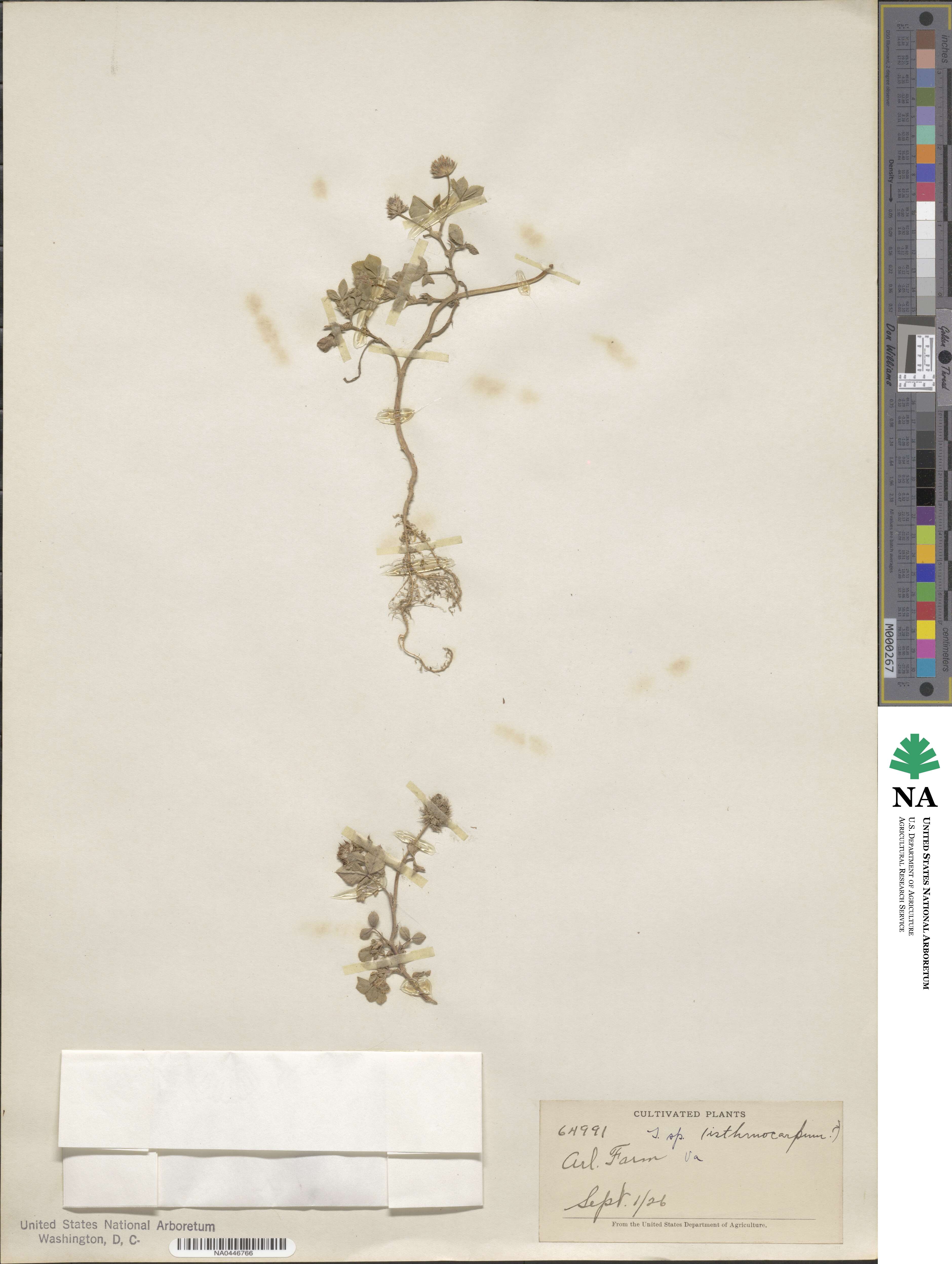 Trifolium isthmocarpum image